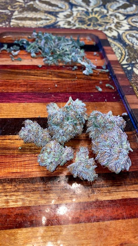 Witchy Flavors and Fiery Hues: A Taste of Wicked Witch Strain